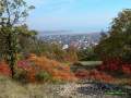 Balatonf�red, erd�