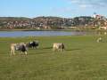 Tihany, sz�rkemarh�k